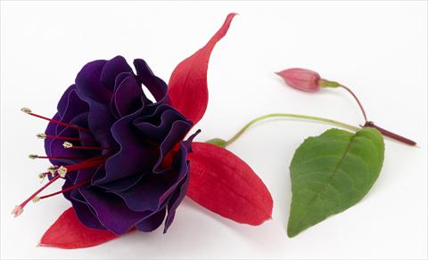 Photos von Blumenvarianten benutzt als: Topf Fuchsia ricadente California DreamersTM Vodoo