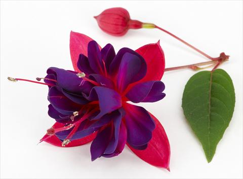 Photos von Blumenvarianten benutzt als: Topf Fuchsia ricadente Dollar Princessin
