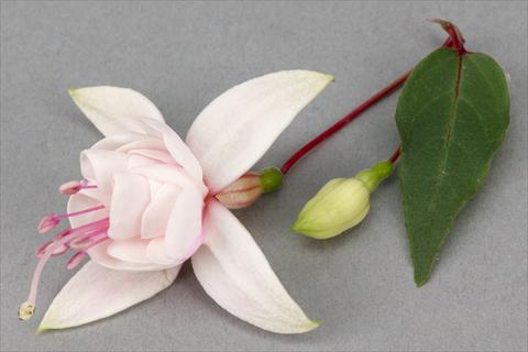Photos von Blumenvarianten benutzt als: Topf Fuchsia ricadente Harry Grey