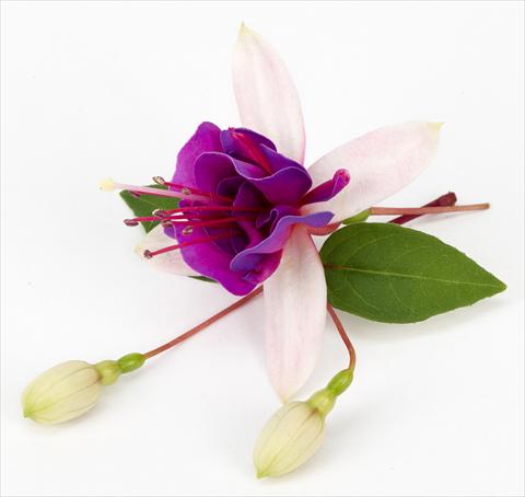 Photos von Blumenvarianten benutzt als: Topf Fuchsia ricadente La Campanella