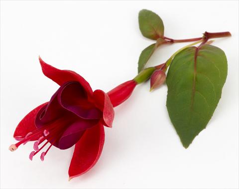 Photos von Blumenvarianten benutzt als: Topf Fuchsia ricadente Marinka