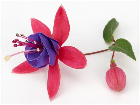 Photos von Blumenvarianten benutzt als: Topf Fuchsia ricadente Ringwood Market