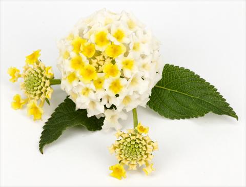 Photos von Blumenvarianten benutzt als: Topf und Beet Lantana camara Lantane White-Lemon®