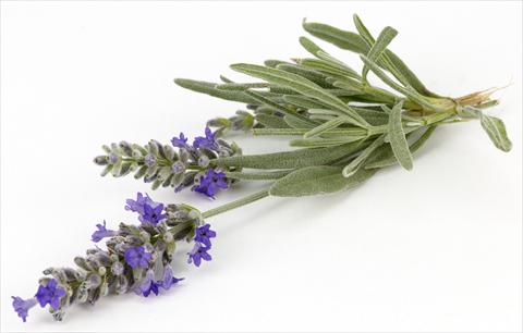 Photos von Blumenvarianten benutzt als: Topf und Beet Lavandula angustifolia Blu