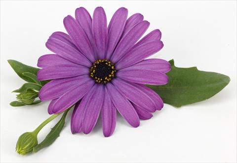Photos von Blumenvarianten benutzt als: Topf und Beet Osteospermum Cape Daisy® Antique Blue