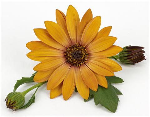 Photos von Blumenvarianten benutzt als: Topf und Beet Osteospermum Cape Daisy® Terracotta