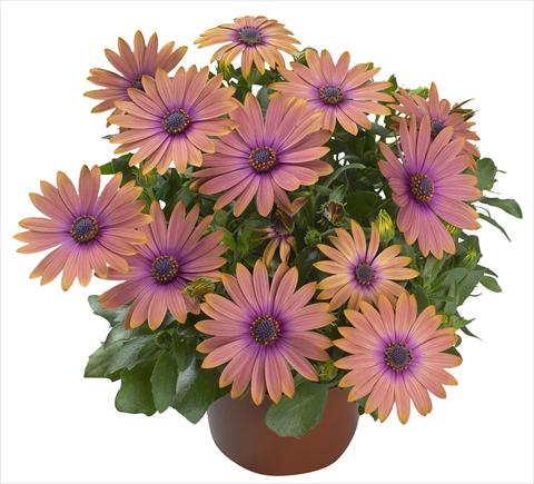 Photos von Blumenvarianten benutzt als: Topf und Beet Osteospermum Cape Daisy® Nuanza Copper Purple Improved