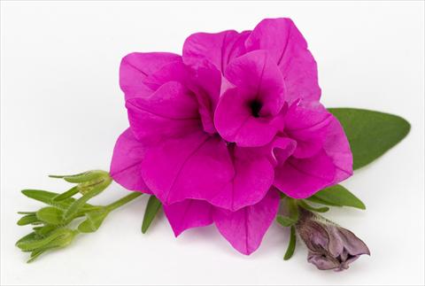 Photos von Blumenvarianten benutzt als: Topf, Terrasse, Ampel. Petunia Surfinia® Double Purple