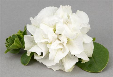 Photos von Blumenvarianten benutzt als: Topf, Terrasse, Ampel. Petunia Surfinia® Double White