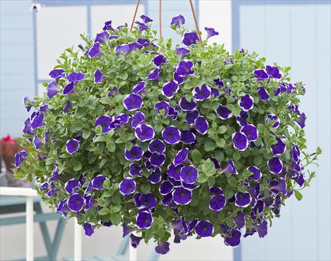 Photos von Blumenvarianten benutzt als: Topf, Terrasse, Ampel. Petunia Surfinia® Picotee Blue