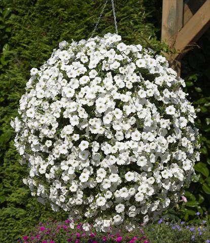 Photos von Blumenvarianten benutzt als: Topf, Terrasse, Ampel. Petunia Surfinia® Snow