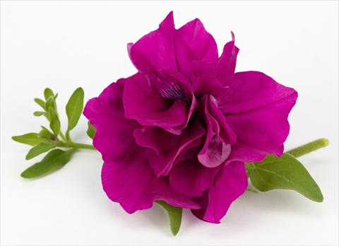 Photos von Blumenvarianten benutzt als: Topf, Terrasse, Ampel. Petunia Surfinia® Table Purple