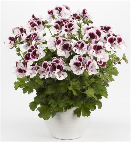 Photos von Blumenvarianten benutzt als: Terrasse, Topf Pelargonium grandiflorum Costa Barcelona Black&White