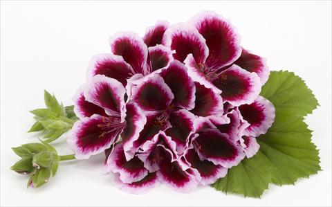 Photos von Blumenvarianten benutzt als: Terrasse, Topf Pelargonium grandiflorum Costa Barcelona Early Lavender