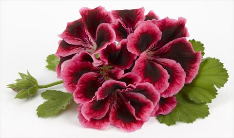 Photos von Blumenvarianten benutzt als: Terrasse, Topf Pelargonium grandiflorum Costa Barcelona Early Rose
