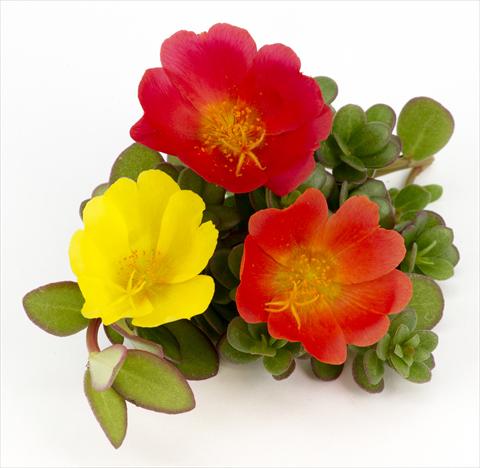 Photos von Blumenvarianten benutzt als: Topf, Terrasse, Ampel. Portulaca Duna® Explosive