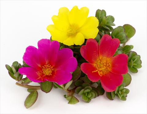 Photos von Blumenvarianten benutzt als: Topf, Terrasse, Ampel. Portulaca Duna® Rainbow