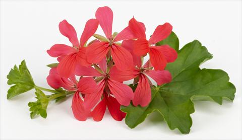 Photos von Blumenvarianten benutzt als: Topf, Terrasse, Ampel. Pelargonium peltatum Imperial Balcon Dark Pink