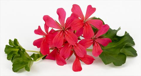 Photos von Blumenvarianten benutzt als: Topf, Terrasse, Ampel. Pelargonium peltatum Imperial Decora Dark Pink