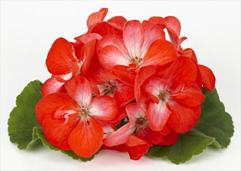 Photos von Blumenvarianten benutzt als: Terrasse, Topf Pelargonium zonale Dark Costa Brava® Orange with Eye