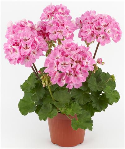 Photos von Blumenvarianten benutzt als: Terrasse, Topf Pelargonium zonale Dark Costa Brava® Pink with Eye