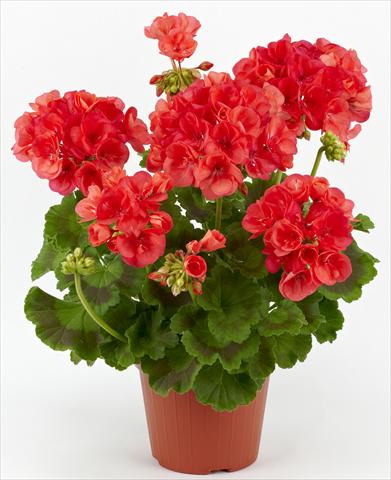 Photos von Blumenvarianten benutzt als: Terrasse, Topf Pelargonium zonale Costa Brava® Coral