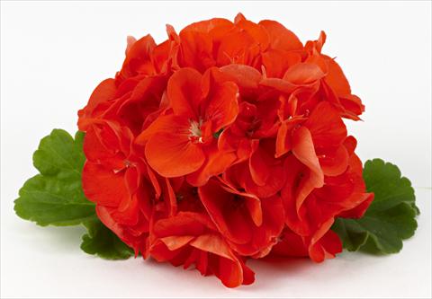 Photos von Blumenvarianten benutzt als: Terrasse, Topf Pelargonium zonale Costa Brava® Orange