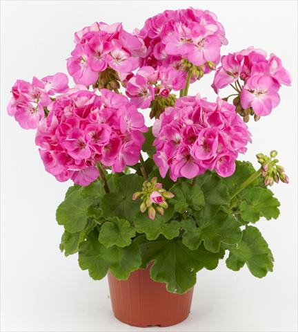 Photos von Blumenvarianten benutzt als: Terrasse, Topf Pelargonium zonale Costa Brava® Pink with Eye