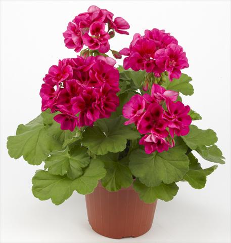 Photos von Blumenvarianten benutzt als: Terrasse, Topf Pelargonium zonale Costa Brava® Velvet Fantasy