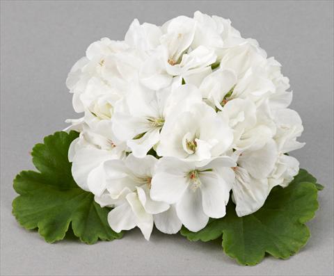 Photos von Blumenvarianten benutzt als: Terrasse, Topf Pelargonium zonale Costa Brava® White Improved