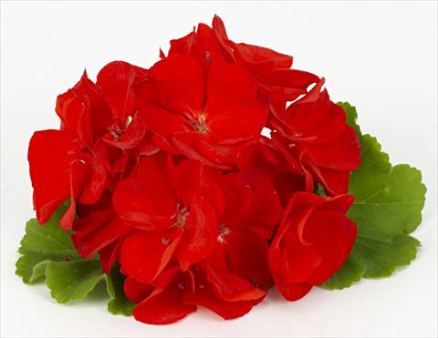 Photos von Blumenvarianten benutzt als: Terrasse, Topf Pelargonium zonale pac® Victoria