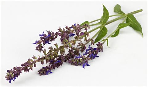 Photos von Blumenvarianten benutzt als: Topf und Beet Salvia nemorosa Sallyrosa Blue