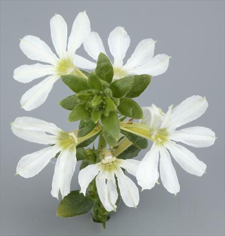 Photos von Blumenvarianten benutzt als: Topf, Terrasse, Ampel. Scaevola albida Surdiva® White 2011
