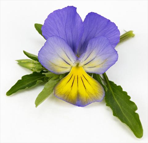 Photos von Blumenvarianten benutzt als: Topf, Terrasse, Ampel. Viola hybrida Friolina® Cascadiz Blue Yellow