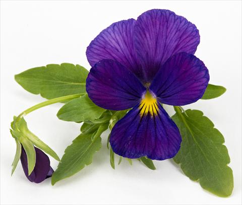 Photos von Blumenvarianten benutzt als: Topf, Terrasse, Ampel. Viola hybrida Friolina® Cascadiz Cobalt Blue