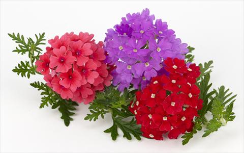 Photos von Blumenvarianten benutzt als: Topf, Terrasse, Ampel. Verbena Benissima® Summer Fruit