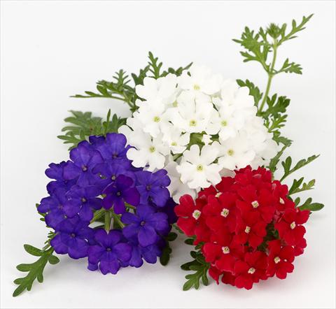 Photos von Blumenvarianten benutzt als: Topf, Terrasse, Ampel. Verbena Benissima® Vive La France