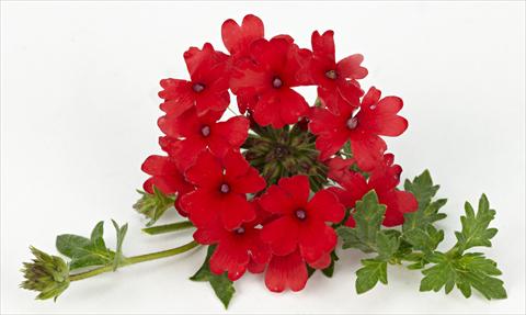 Photos von Blumenvarianten benutzt als: Topf, Terrasse, Ampel. Verbena Tapien® Compact Red