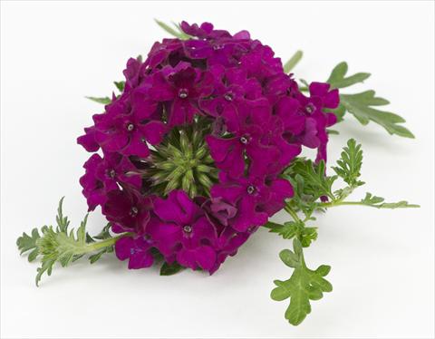 Photos von Blumenvarianten benutzt als: Topf, Terrasse, Ampel. Verbena Tapien® Compact Velvet