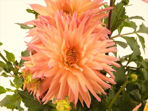 Photos von Blumenvarianten benutzt als: Topf und Beet Dahlia Aztec XXL® Benito