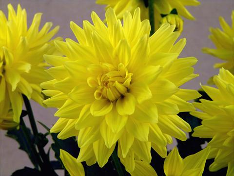 Photos von Blumenvarianten benutzt als: Topf und Beet Dahlia Aztec XXL® Durango
