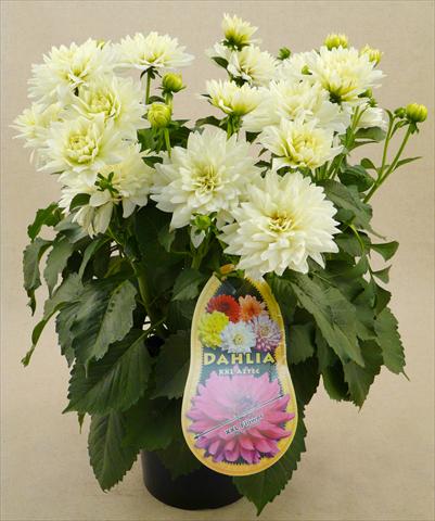 Photos von Blumenvarianten benutzt als: Topf und Beet Dahlia Aztec XXL® Mayo