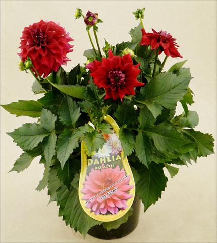 Photos von Blumenvarianten benutzt als: Topf und Beet Dahlia Aztec XXL® Royo