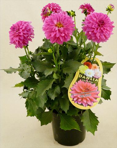 Photos von Blumenvarianten benutzt als: Topf und Beet Dahlia Aztec XXL® Sonora