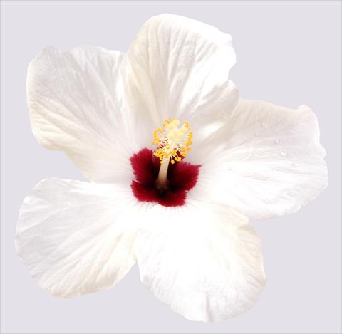 Photos von Blumenvarianten benutzt als: Topf und Beet Hibiscus rosa-sinensis Cairo White