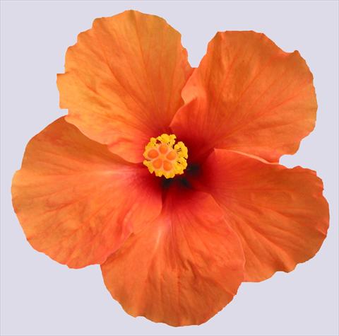 Photos von Blumenvarianten benutzt als: Topf und Beet Hibiscus rosa-sinensis Hanne