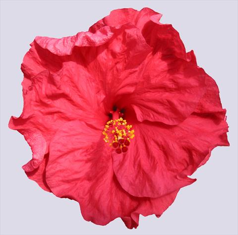 Photos von Blumenvarianten benutzt als: Topf und Beet Hibiscus rosa-sinensis Helene