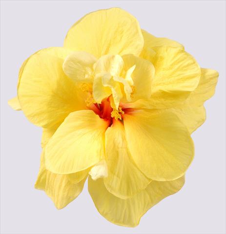 Photos von Blumenvarianten benutzt als: Topf und Beet Hibiscus rosa-sinensis Koeniger
