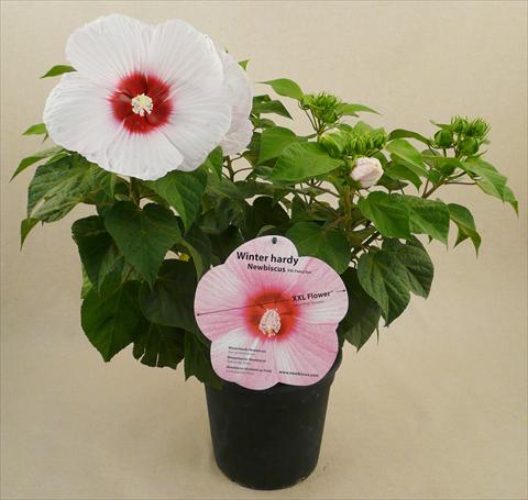 Photos von Blumenvarianten benutzt als: Topf und Beet Hibiscus moscheutos Newbiscus® Eye Catcher