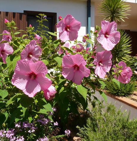 Photos von Blumenvarianten benutzt als: Topf und Beet Hibiscus moscheutos Newbiscus® Mauvelous